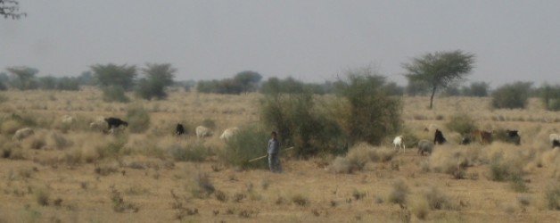 3. Reisetag: Bikaner – Jaisalmer