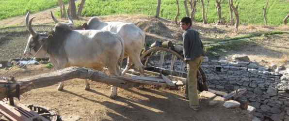 6.Reisetag Jodhpur – Udaipur