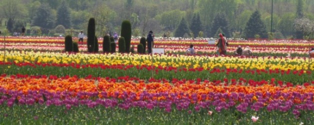 14. – ev. 21.April Srinagar in Kashmir