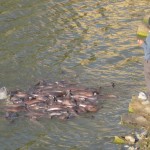 Fütterung der Fische